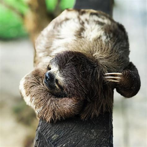 Premium Photo Close Up Of Sloth Sleeping On Branch