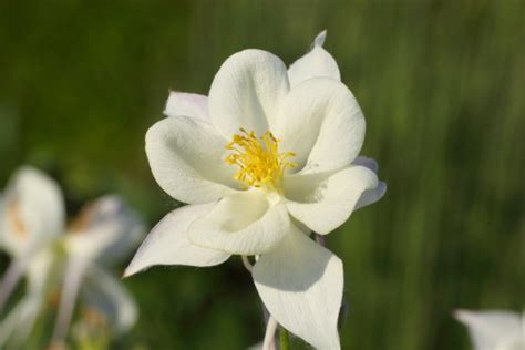 Aquilegia Caerulea Kristall Stock Photo Download Image Now