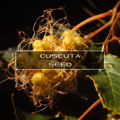 Benefits of Cuscuta Seed | Interstellar Blends | Activate Your Super ...