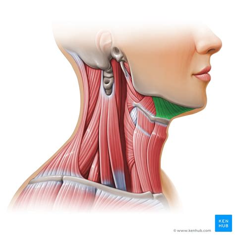 Hyoid Bone Anatomy And Function Kenhub