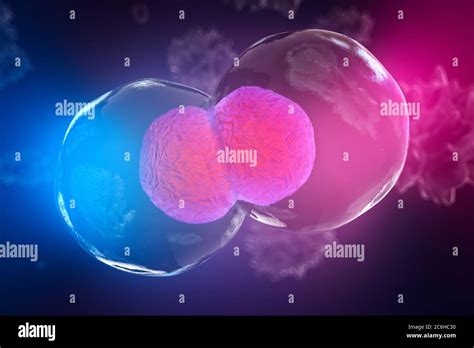 Body Cells Under A Microscope Cell Division A Good Illustration As A