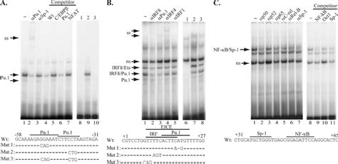 Identification Of Pu Irf Sp And Nf B Factors Binding At The