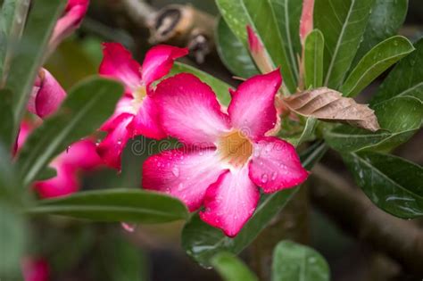 Pink Bignonia Flower Or Adenium Flower Adenium Multiflorum Pink