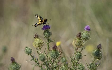 Papillon Chardon Pollinisation Photo Gratuite Sur Pixabay Pixabay