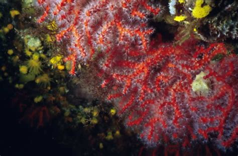 worms world register  marine species photogallery