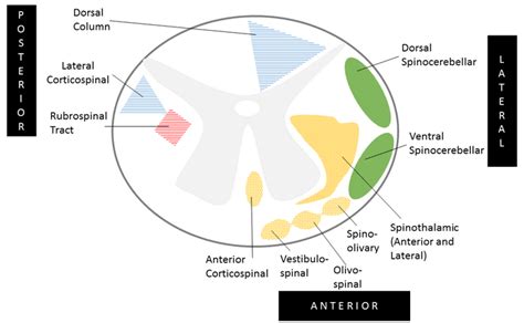 Spinal Cord Anatomy Tracts