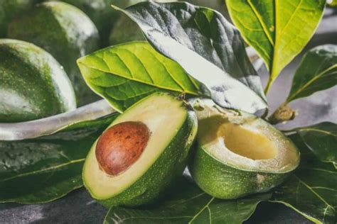 Faire Pousser Un Avocat Dans Son Jardin Long Mais Possible