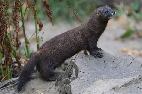 42 European Mink Profile Facts: Habitat, Traits, Skull, Teeth - Mammal Age