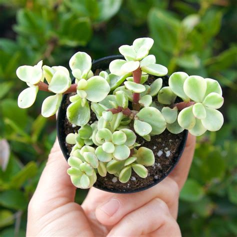 Grow an Indoor Shrub with the Portulacaria Afra