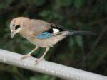 Arrendajo euroasiático Garrulus glandarius