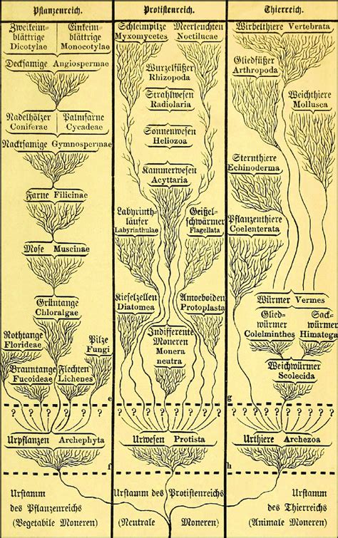 Monophyletic tree of life published by Haeckel 1868 in his Natural... | Download Scientific Diagram