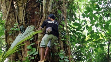 Viral Petai Raksasa Di Hutan Banjarnegara Distankan Keluarga Fabaceae