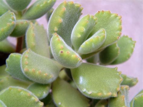 Cotyledon Types