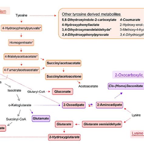 Schemes Of Metabolic Pathways Well Represented By Compounds That Were