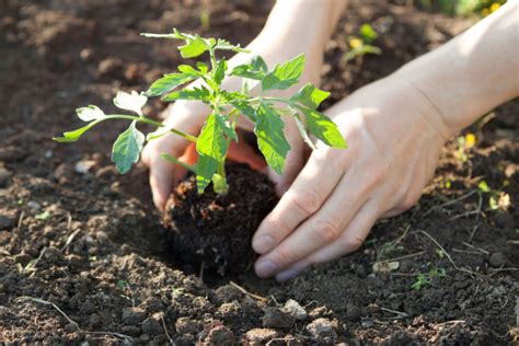 The 6 Biggest Tomato Planting Mistakes And How To Avoid Them