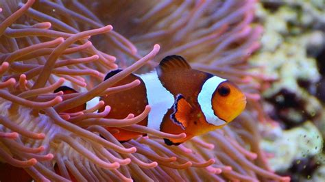 Estos Son Los Mejores Peces Para Un Acuario Pequeño