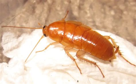 35 Types of Roaches in Florida (Pictures and Identification)