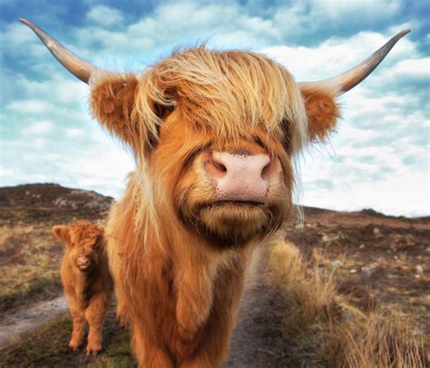 Uk, Scotland, Highland Cattle With Calf Photograph by Westend61 - Fine ...