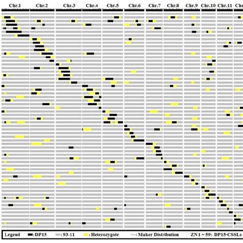 Graphical Genotypes Of The 59 Lines DP15 CSSLs Note Black Bars