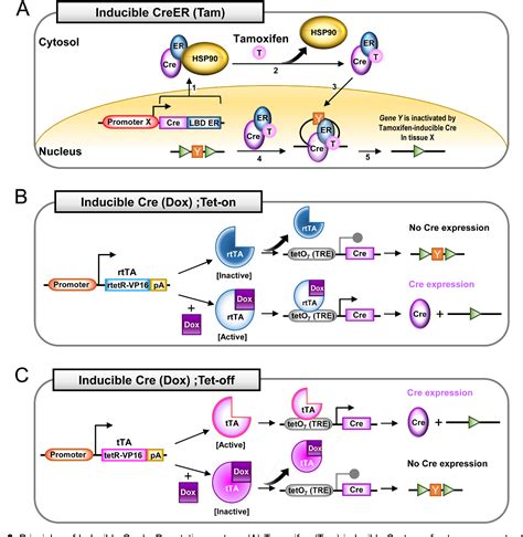 Cre Lox Conditional Knockout