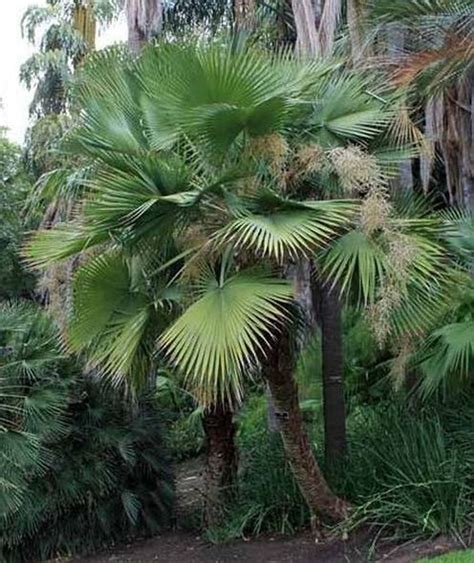 Brahea Dulcis Palmpedia Palm Grower S Guide