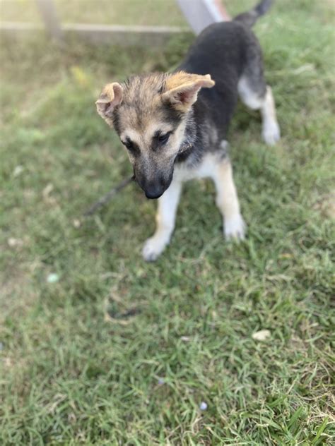 German Shepherd Puppies For Sale Dallas Tx 438137