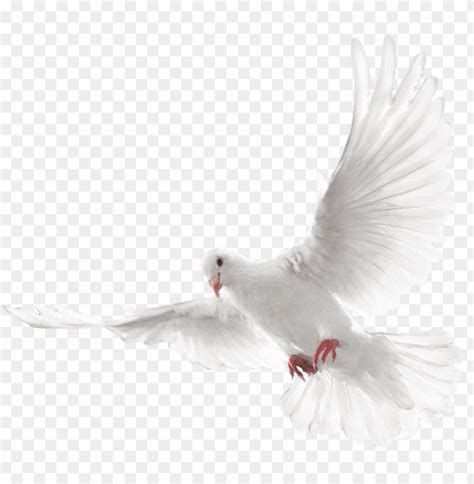 Holy Spirit Transparent Background Dove Png Bmp Paraquat