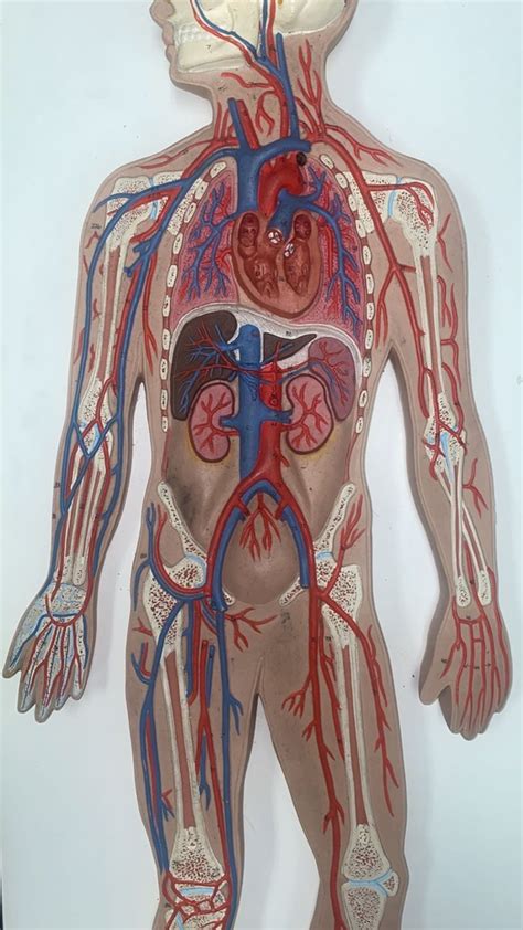 Vessels Of Upper Limb Diagram Quizlet