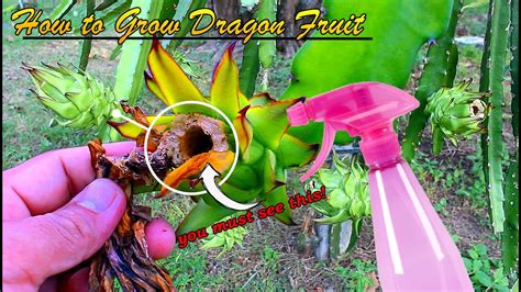 How To Grow Dragon Fruit Youtube