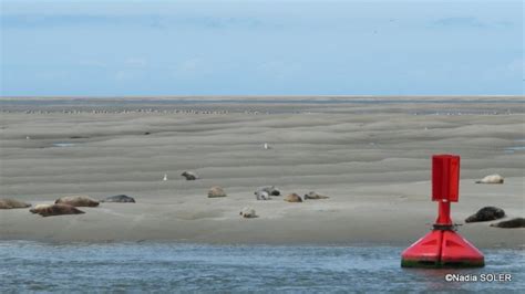 Les Phoques De La Pointe Du Hourdel Entre Patrimoine Et Nature