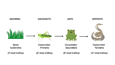 Conectado Estes Mispend Nivel Trofico Na Cadeia Alimentar Nojo