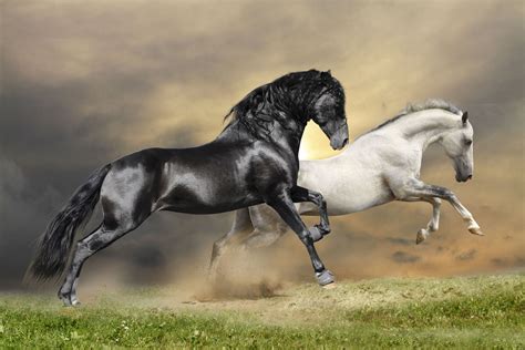 Black White Horses Side – Print A Wallpaper