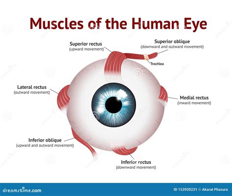 Muscles Of Human Eye Eye Muscle Anatomy Blue Eye Vector