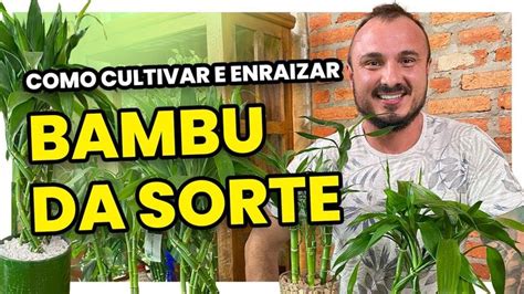 Como Cultivar E Fazer Mudas De Bambu Da Sorte Em Pulg O