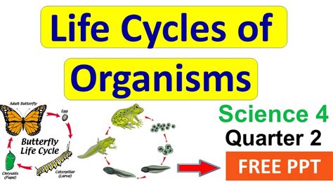 Life Cycle Of An Organism Youtube