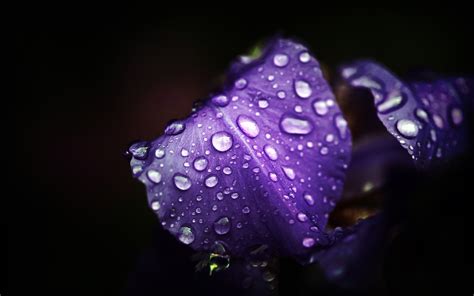 Flowers Purple Flowers Water Drops Macro Wallpapers Hd Desktop And