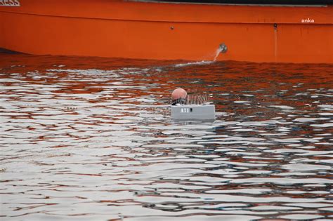 Marmara Denizi ne hayat öpücüğü Son Dakika Yaşam Haberleri