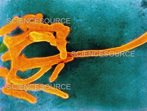 Fusobacterium Nucleatum Bacteria Stock Image Science Source Images