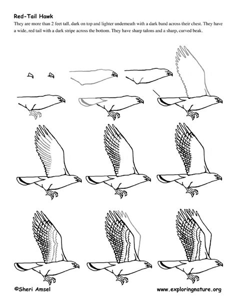 Easy Hawk Drawing At Explore Collection Of Easy