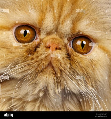 Red Persian Cat Hi Res Stock Photography And Images Alamy