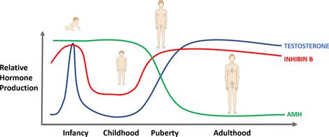 Frontiers Testicular Sertoli Cell Hormones In Differences In Sex