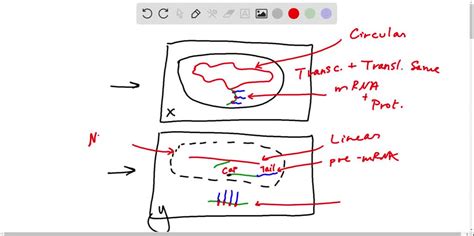 Solved What Do Figures X And Y In The Graphic Illustrate A