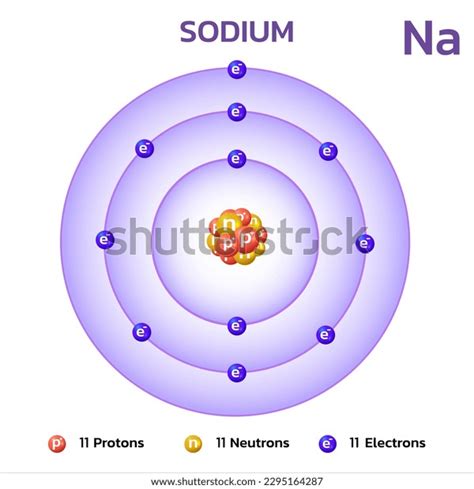 Sodium Atomic Structureconsists 11 Protons 11 Stock Vector (Royalty ...