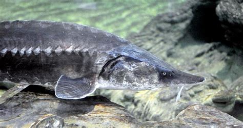 Beluga Sturgeon – "OCEAN TREASURES" Memorial Library