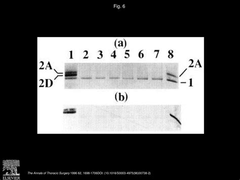 Pericardium Lined Skeletal Muscle Ventricles Up To Two Years In