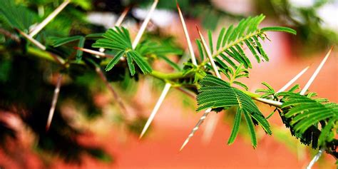 Types Of Thorny Vines