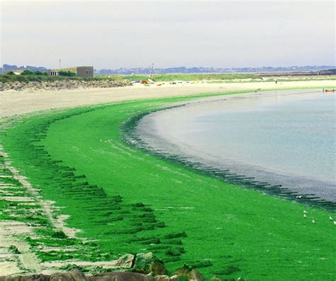 Marées vertes Eau et Rivières de Bretagne