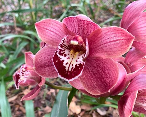 Cymbidium Hybrids Gardensonline