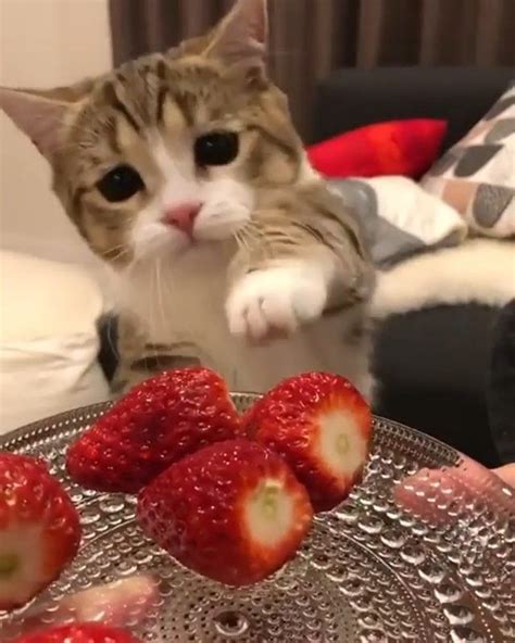 This Kitty Just Wants Some Strawberries 🍓😺 Subscribe To Kittentocatz Link In Our Page