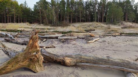 Broken Pines After Storm And Washed Up Shore Tree Trunks Washed A